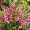 Dicentra Spectabilis (Lamprocapnos) - Bleeding Heart Plant