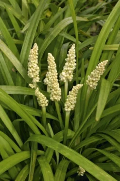 Liriope Muscari Alba - White Lily Turf -Plant Garden World 00C214A5B9ADE2C3A3CD79642485433A