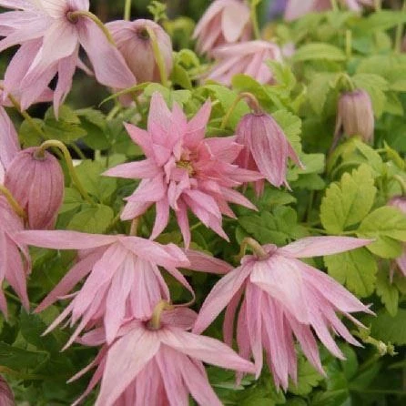 Clematis Country Rose - Spring Flowering Clematis 1 Clematis Country Rose - Spring Flowering Clematis