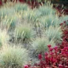 Festuca Glauca Elijah Blue - Fescue - Pack Of THREE