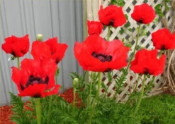 Papaver Orientale Brilliant - Blood Red Oriental Poppy - Pack Of THREE Plants -Plant Garden World 01F73C661C79C9E5D0E30D8587194F17