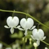 Dicentra Spectabilis Alba - White Bleeding Hearts