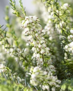 Heather Collection - Pack Of 12 - Winter Hardy Evergreen Plants In Bud 11 Heather Collection - Pack Of 12 - Winter Hardy Evergreen Plants In Bud -Plant Garden World 03F8FF6C218A848CBE807606884D17E4