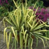 Yucca Colour Guard - Variegated Adams Needle - Large