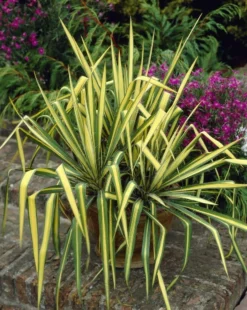 Yucca Colour Guard - Variegated Adams Needle - Large