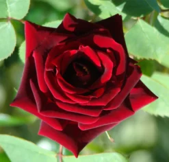 Large 6-7ft Specimen - Climbing Rose Guinee - Deep Velvet Red