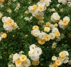 Rose Goldfinch - Multiflora Rambling Rose