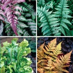 Fantastic Ferns Collection - FIVE Different Fern Plants In Assorted Varieties -Plant Garden World 084ED25935114F56BCE425FC9A9F81A8