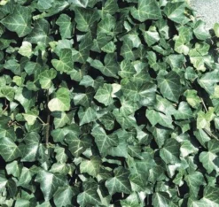 Hedera Hibernica - Irish Or Boston Ivy - Evergreen Climber