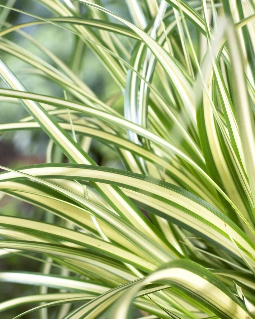 Carex Oshimensis Evergold - Japanese Sedge 2 Carex Oshimensis Evergold - Japanese Sedge - Image 2