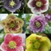 Helleborus Collection Of FIVE Orientalis Hellebore Plants