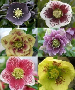 Helleborus Collection Of FIVE Orientalis Hellebore Plants