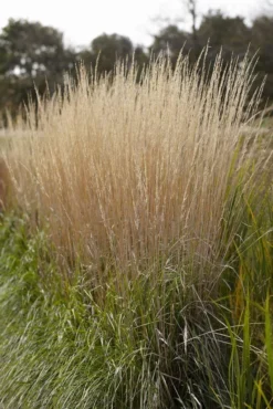 Calamagrostis Acutiflora 'Karl Foerster' - Feather Reed Grass 8 Calamagrostis Acutiflora 'Karl Foerster' - Feather Reed Grass -Plant Garden World 0A0AC8CE8FCE51A9FE956DE031A8678C 1