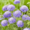 Scabiosa Columbaria Mariposa Blue - Butterfly Blue Pincushion Flower Scabious