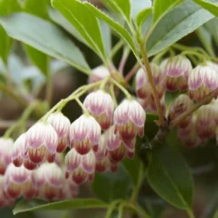 Enkianthus Campanulatus - Red Vein -Plant Garden World 0AF0DC4883377A07FA494EA0C4BE76C7