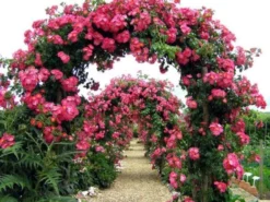 Large 6-7ft Specimen - Climbing Rose American Pillar