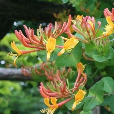 Honeysuckle - Large 6-7ft Specimen Plant - Lonicera X Heckrottii Gold Flame - Goldflame Honeysuckle 2 Honeysuckle - Large 6-7ft Specimen Plant - Lonicera X Heckrottii Gold Flame - Goldflame Honeysuckle - Image 2