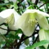 Clematis Cirrhosa Jingle Bells