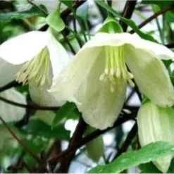 Clematis Cirrhosa Jingle Bells