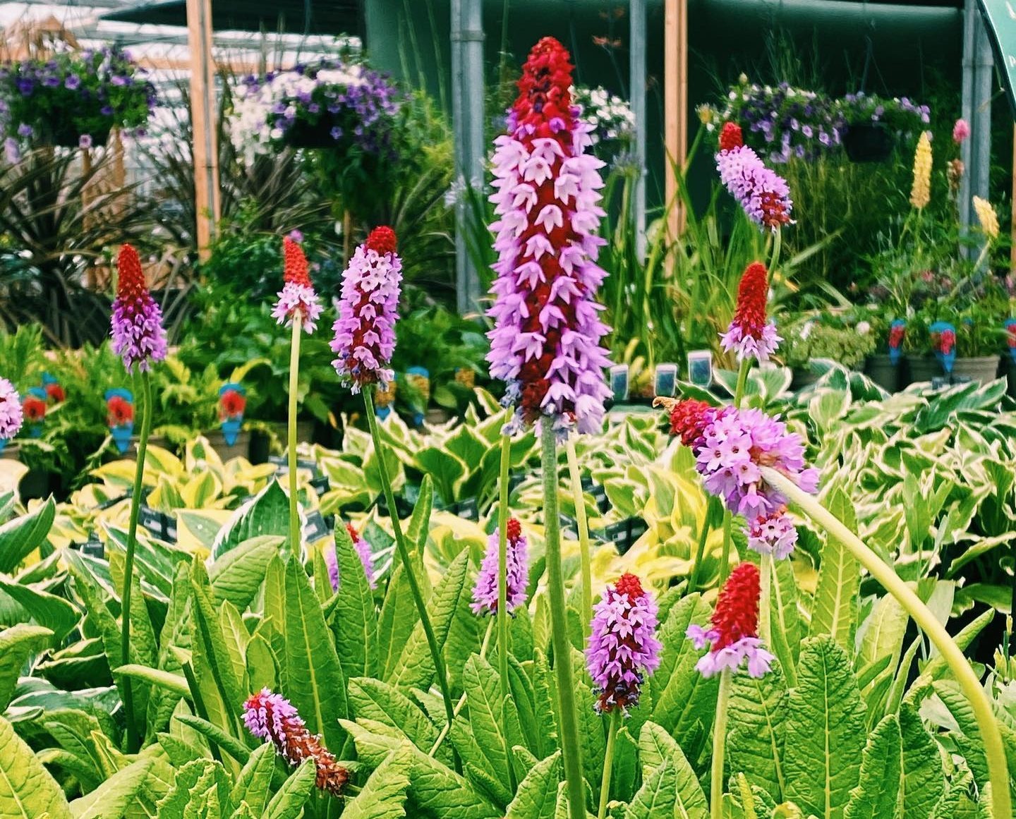 Plant Garden World -Plant Garden World 106302551 2638045916438961 67885