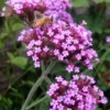 Verbena Bonariensis Lollipop - Dwarf Brazilian Verbena