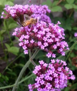 Verbena Bonariensis Lollipop - Dwarf Brazilian Verbena