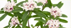 Daphne X Transatlantica Eternal Fragrance - Fragrant Evergreen Daphne -Plant Garden World 1120x450 daphne eternal fragrance