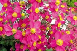 Anemone Hupehensis 'Red Riding Hood' - Japanese Anemone - Windflower 6 Anemone Hupehensis 'Red Riding Hood' - Japanese Anemone - Windflower -Plant Garden World 11 anemonehupehensredridinghood 20150819031406848 1