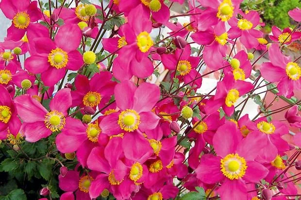 Anemone Hupehensis 'Red Riding Hood' - Japanese Anemone - Windflower 3 Anemone Hupehensis 'Red Riding Hood' - Japanese Anemone - Windflower - Image 3