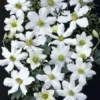 Clematis Early Sensation