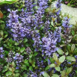 Ajuga Reptans 'Chocolate Chip' - Bugle -Plant Garden World 1546E604A63140D2467215DAFE77B59C 2