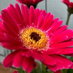 Pink Gerbera Garvinea Sweet Spice - Beautiful Hardy Gerbera With Giant Daisy Flowers -Plant Garden World 15 gerb