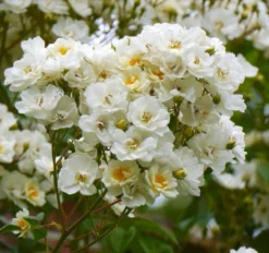 Rose Rambling Rector - Climbing Rose