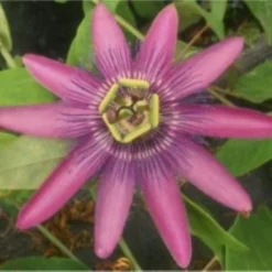 Passiflora Violacea Victoria - Passion Flower -Plant Garden World 181EE72204B22F33728B78C961F8D275