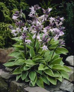 Hosta Francee