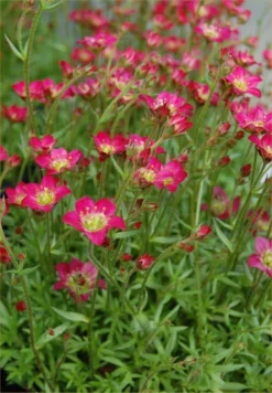 EXTRA LARGE - Saxifraga Mossy RED - Cushion Saxifrage Plants -Plant Garden World 19ED7C478CA5B4603061F1E6AD264675 1