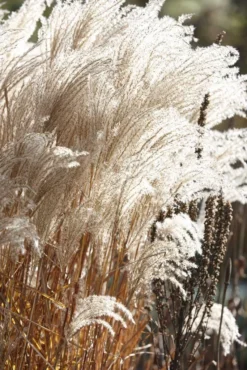 Miscanthus Sinensis Kleine Fontaine 9 Miscanthus Sinensis Kleine Fontaine -Plant Garden World 1AF2E86E3D6D3091509BAD24FF1F4D49
