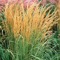 Calamagrostis Acutiflora 'Karl Foerster' - Feather Reed Grass 5 Calamagrostis Acutiflora 'Karl Foerster' - Feather Reed Grass - Image 5