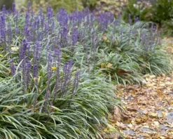 Liriope Muscari - Big Blue Lily Turf - Pack Of THREE Plants -Plant Garden World 1D28C82451BCBFD9F612BEBD5238BAA5