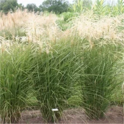 Miscanthus Sinensis Graziella - Silver Grass