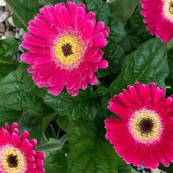 Pink Gerbera Garvinea Sweet Spice - Beautiful Hardy Gerbera With Giant Daisy Flowers