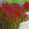 Imperata Cylindrica Red Baron - Pack Of THREE Japanese Blood Grasses
