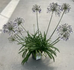 Agapanthus Fireworks - Lily Of The Nile Plants - XXXL Plants -Plant Garden World 1f1ba322 51a5 465f 86db 10dc0096ee16