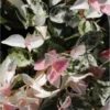 Trachelospermum Jasminoides Chameleon - Rare Pink & White Variegation