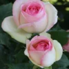 Rose Pierre De Ronsard - Climbing Rose