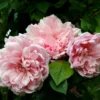 Rose Albertine - Climbing Rambling Rose