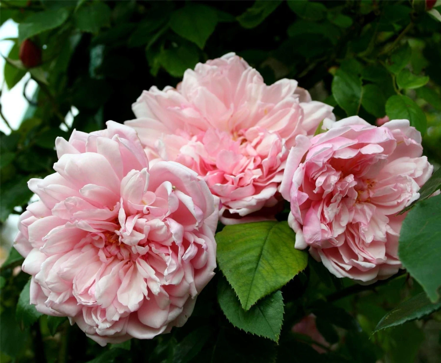 Rose Albertine - Climbing Rambling Rose 1 Rose Albertine - Climbing Rambling Rose