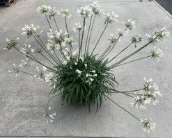 Agapanthus Mi Casa - Lily Of The Nile - XXXL Plants -Plant Garden World 21f91458 0d3f 4ce9 8742 61a8e11216f4