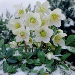 Helleborus Niger - White Hellebore In Bud - Pack Of TWELVE Plants -Plant Garden World 22A9E9FEC3678322E4C45DB1889FC5EC 1 2