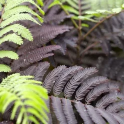 Albizia Julibrissin Summer Chocolate - Purple Silk Tree - Circa 100-120cm 11 Albizia Julibrissin Summer Chocolate - Purple Silk Tree - Circa 100-120cm -Plant Garden World 23F9B267CE47E582FD5DDC306CD5A2E4 2